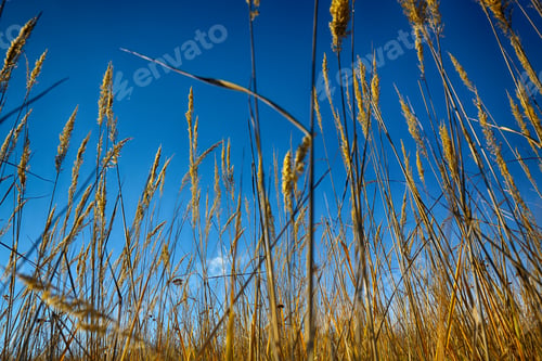 Preview: Close up of dry grass from the ground.