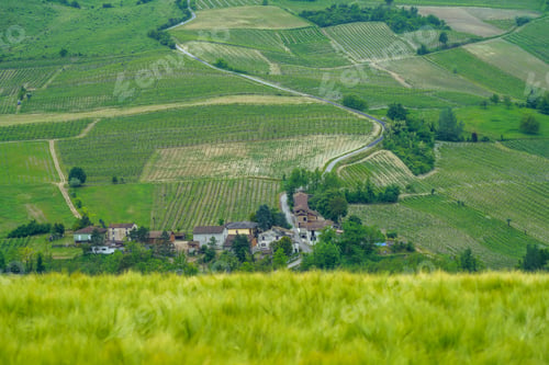 Preview: Vineyards in Oltrepo Pavese, italy, at springtime