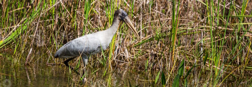 Preview: Ibis