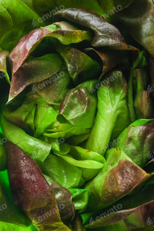 Preview: Lettuce Or Romano Salad, Salad Leaves (Lettuce Bush, Green Crop Petals, Vitamins Roman Salad