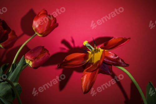 Preview: Abstract blurred background - red tulips on a darck, background in back or side soft lighting.