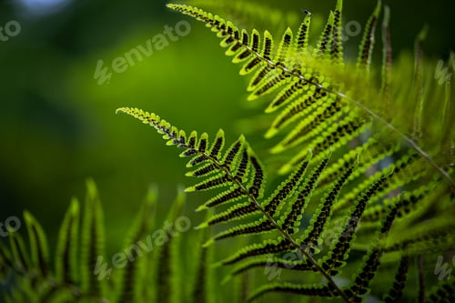 Preview: Green leaves of the Fern (Tracheophyta) on the blurred background