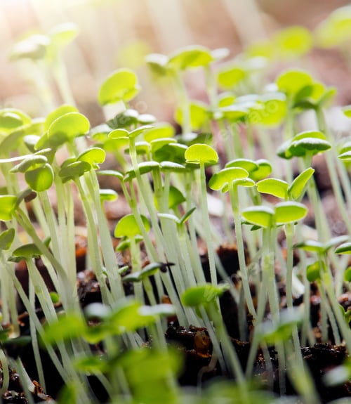 Preview: Thyme Seedlings