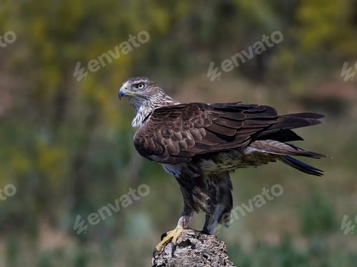 Preview: Bonellis eagle (Aquila fasciata)