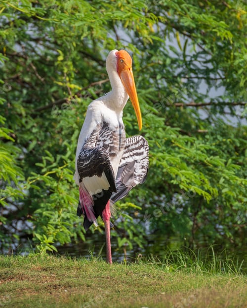 Preview: Painted stork spread wings and drying out in the sun, standing up still, at Yala national park
