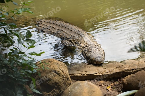 Preview: Crocodile in the pond at the zoo