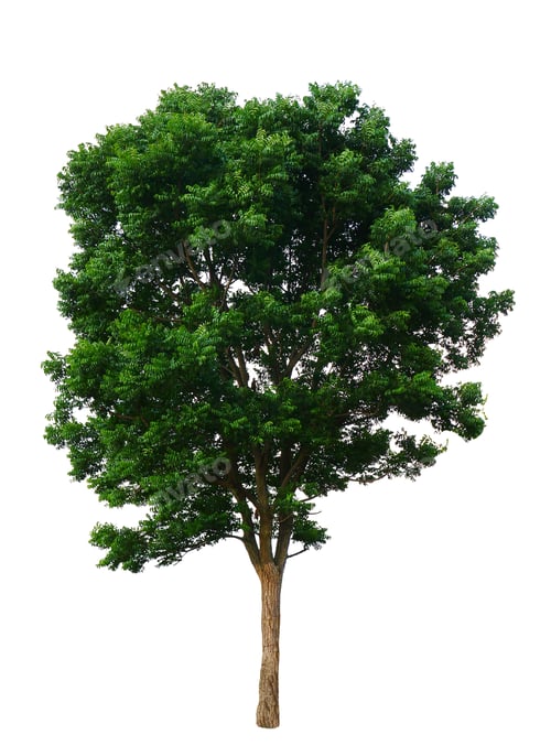 Preview: Tree isolated on white background.