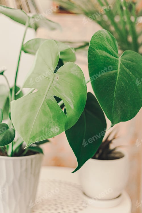 Preview: green