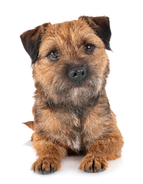 Preview: border terrier in studio