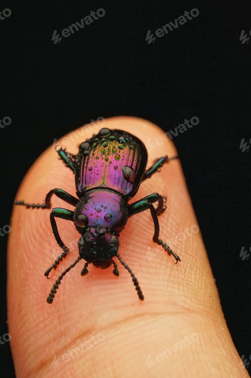Preview: Closeup of an insect with the black background