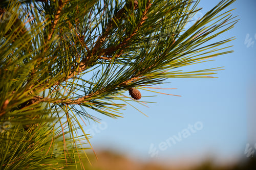 Preview: Closeup of Aleppo Pine branches under the sunlight at daytime in Malta