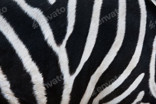 Preview: Close-up of stripes on zebra fur
