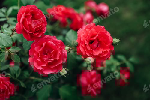 Preview: Red roses in the garden