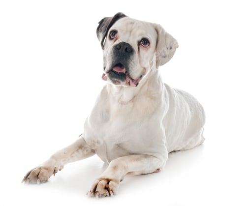 Preview: white boxer in studio