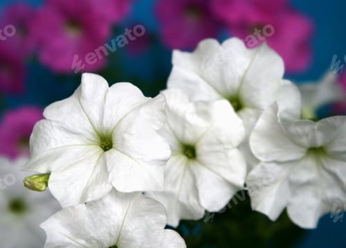 Preview: Petunia flowers