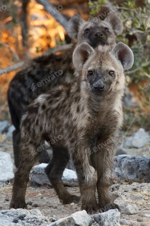Preview: Spotted Hyaena cubs (Crocuta crocuta) in Etosha National Park in Namibia, Africa.