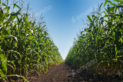 Preview: Field corn rows and blue sky