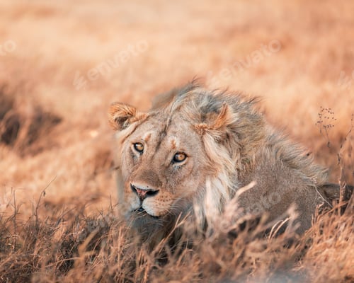 Preview: Powerful lion relaxing in a tranquil wilderness setting, lounging in the tall golden grass