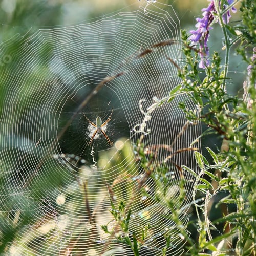 Preview: Beautiful garden spider hanging in the middle of it’s very large, beautiful web in a field.