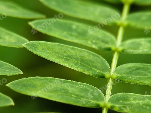 Preview: Green leaf