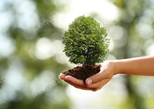 Preview: Hand Holding a Young Tree Sprout in Nature