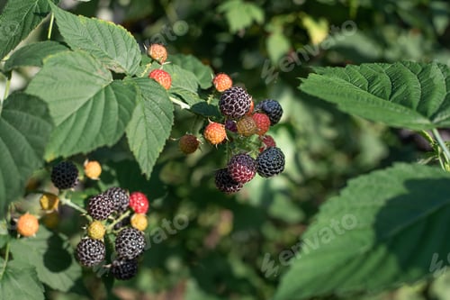 Preview: Black raspberry