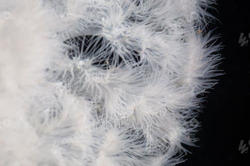 Preview: Abstract Underwater Macro Picture of Plumose Anemone