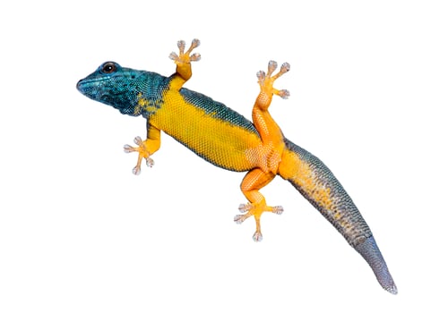 Preview: Bottom view of Electric blue gecko showing its suction toe-pads, Lygodactylus williamsi, isolated