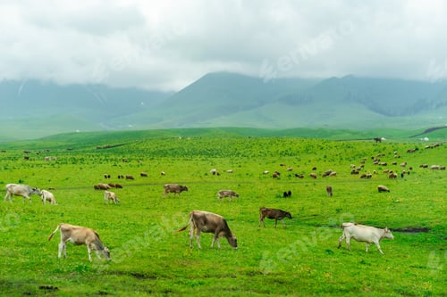 Preview: Nalati Grassland beautiful natural valley scenery in Xinjiang, China
