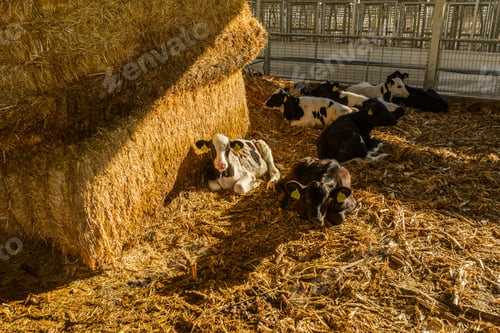 Preview: cow farm