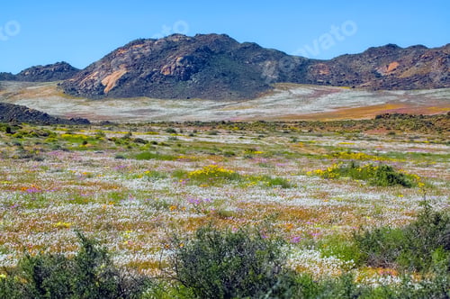 Preview: Fields of wild flowers with a mountain backdrop, at Goegap