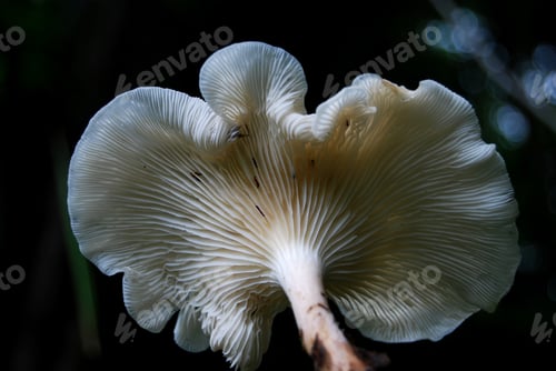 Preview: A forest mushroom in a natural background