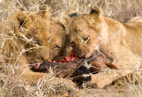 Preview: pride of lion eating