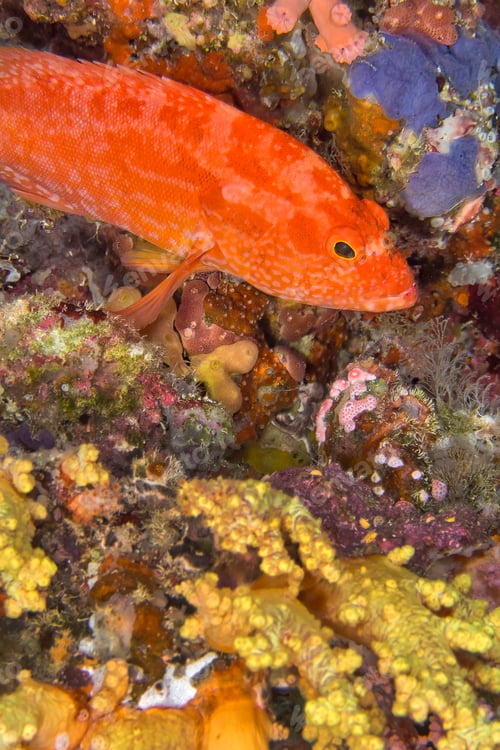 Preview: Orange Rock Cod, Coral Reef, South Ari Atoll, Maldives