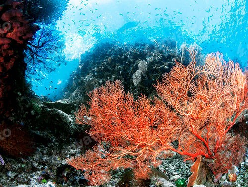 Preview: Colorful sea life underwater, shallow underwater seascape