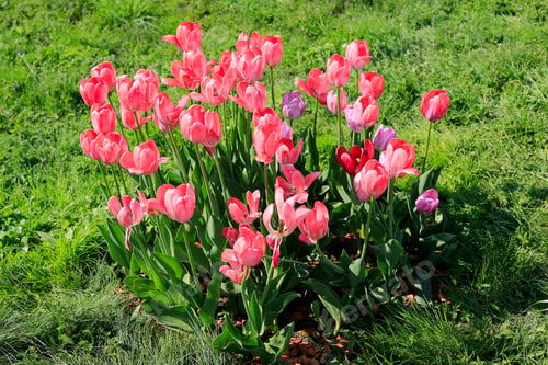 Preview: Beautiful bright pink tulips on a green lawn