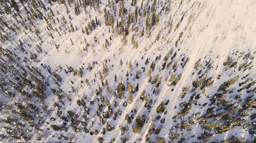 Preview: Aerial/Drone View of Snow Covered Tree Forest