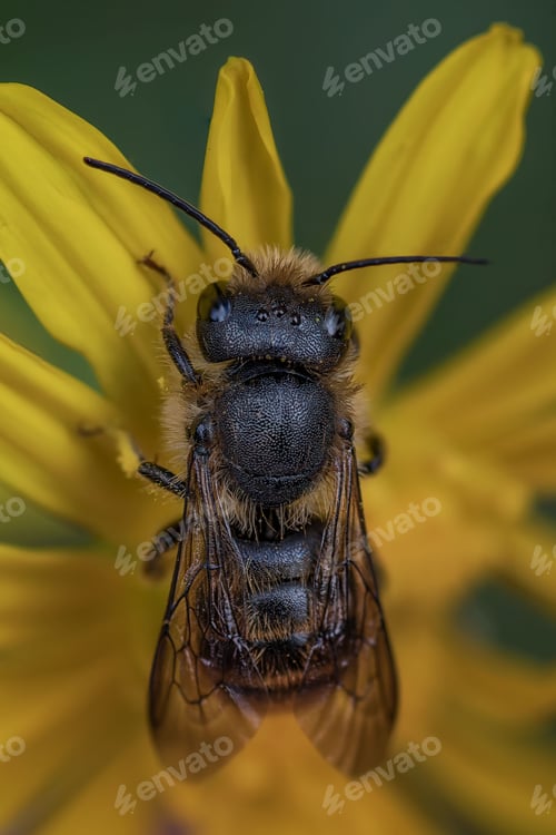 Preview: Close-up of an Osmia azteca bee perched atop a vibrant yellow flower in a bright sunlit environment