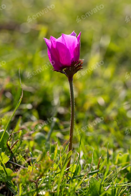 Preview: Wild flower in nature, spring season; anemone (Anemone coronaria)