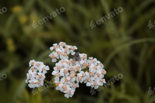Preview: Achillea Millefolium close-up on a green meadow