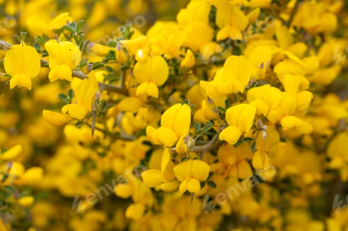 Preview: Common broom or Scotch broom, Cytisus scoparius
