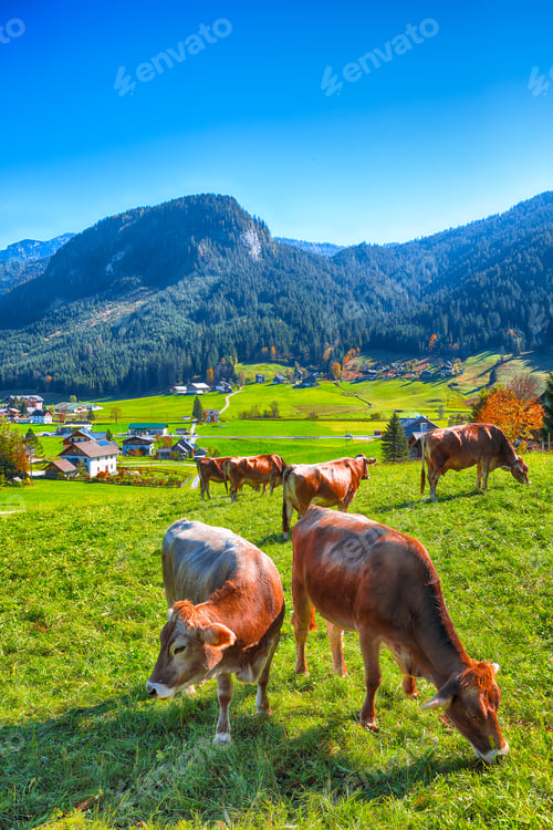 Preview: Alpine green fields and cows at meadows near Gosau village at autumn sunny day