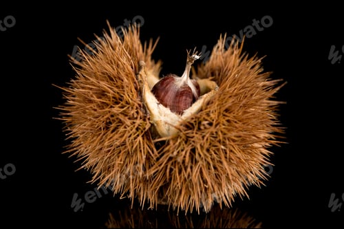 Preview: Chestnuts on a black reflective background