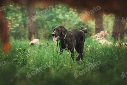 Preview: Labrador Retriever Dog breed on the field. Dog running on the green grass. Active dog outdoor.