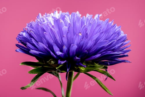 Preview: Blooming violet aster Lady Coral on a pink background