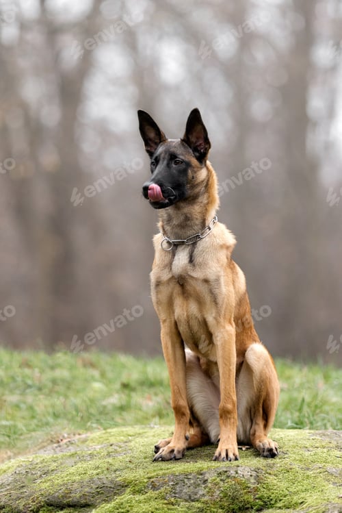Preview: Belgian Malinois Sitting on Grass with Trees Background