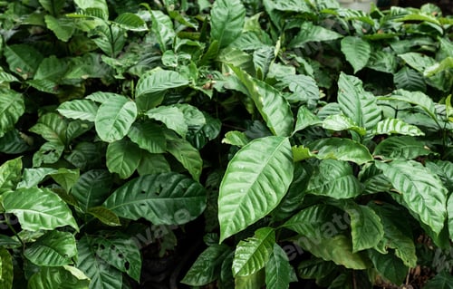 Vista previa: Cacao Tree (Theobroma cacao). Organic cocoa fruit pods in nature.