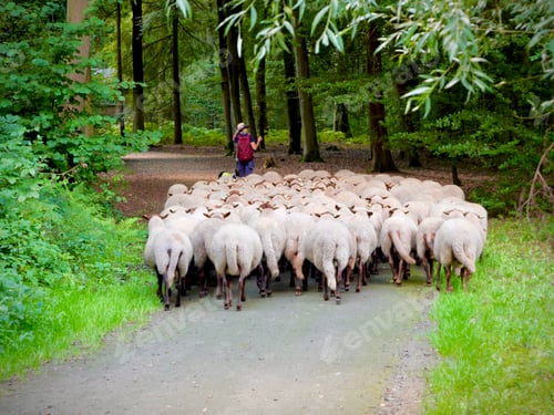 Preview: Shepherd and sheep
