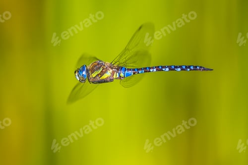 Preview: flying dragonfly