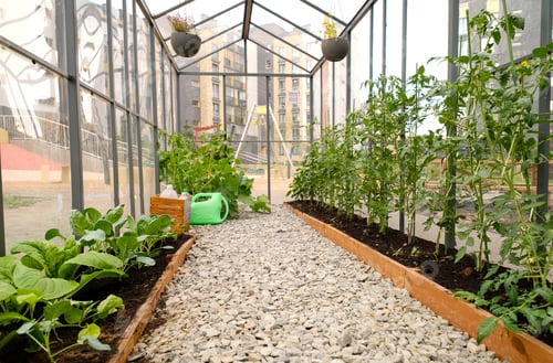 Preview: Greenhouse with seedlings of tomatoes and cabbage in the middle of the city yard
